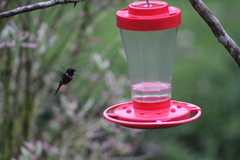 Philodice mitchellii