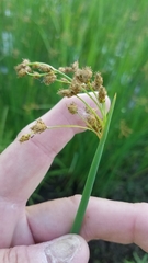 Schoenoplectus tabernaemontani