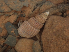 Ilyanassa trivittata