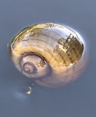 Pomacea canaliculata