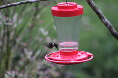 Philodice mitchellii