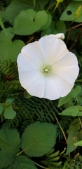 Calystegia silvatica