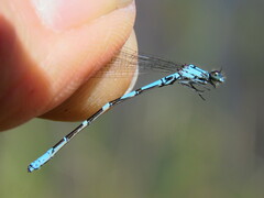 Coenagrion interrogatum