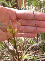 Cryptostylis erecta