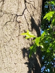 Quercus palustris