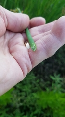 Schoenoplectus tabernaemontani