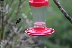 Philodice mitchellii