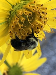 Bombus impatiens