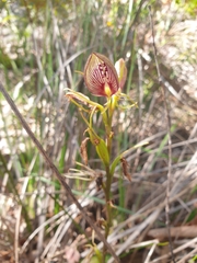 Cryptostylis erecta