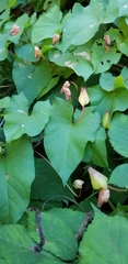Calystegia silvatica