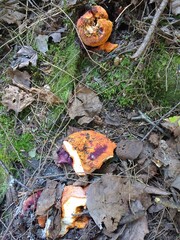 Hypomyces lactifluorum