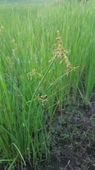 Schoenoplectus tabernaemontani