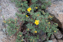 Dasiphora fruticosa