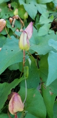 Calystegia silvatica