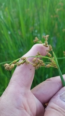 Schoenoplectus tabernaemontani