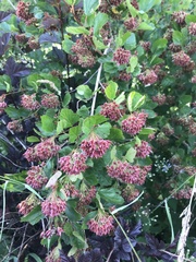 Physocarpus opulifolius