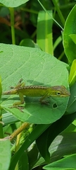 Anolis carolinensis