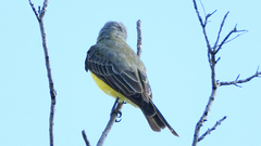 Tyrannus