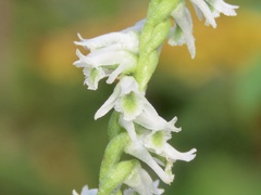 Spiranthes lacera gracilis