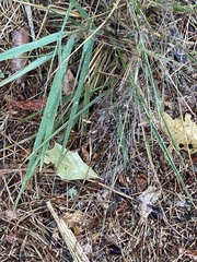 Eragrostis spectabilis