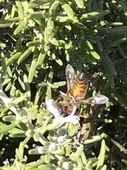 Apis mellifera