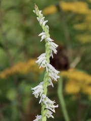 Spiranthes lacera gracilis