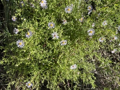 Symphyotrichum subspicatum