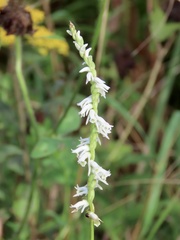 Spiranthes lacera gracilis