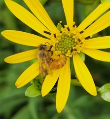Apis mellifera