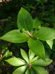 Medeola virginiana