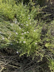 Symphyotrichum subspicatum
