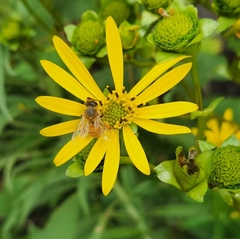 Apis mellifera