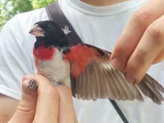 Pheucticus ludovicianus