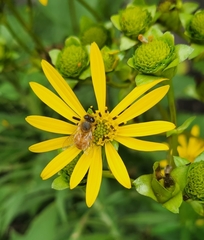 Apis mellifera