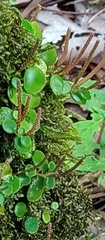 Peperomia