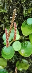 Peperomia