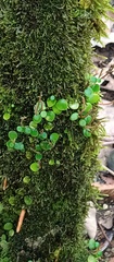 Peperomia