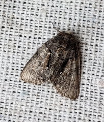 Chytonix palliatricula