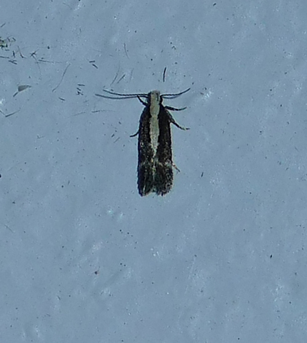 Aroga paraplutella photo 4