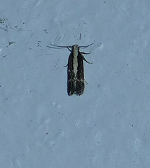 Aroga paraplutella