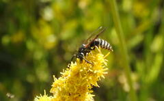 Vespula consobrina