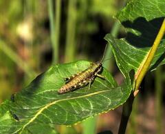 Booneacris glacialis