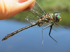 Cordulia shurtleffii