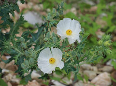 Argemone albiflora