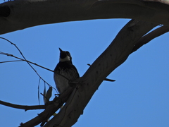 Melanerpes formicivorus