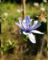 Cichorium intybus
