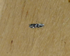 Aristotelia hexacopa