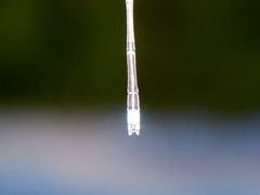 Enallagma vesperum