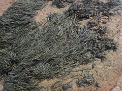 Ascophyllum nodosum