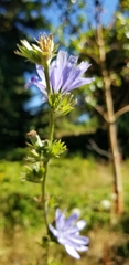 Cichorium intybus
